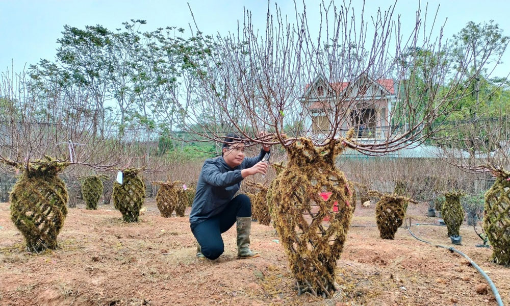  Ghép đào thành hình lục bình bán Tết